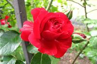 summerflowers150609-09.jpg
