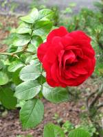 summerflowers150609-10.jpg