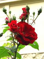 summerflowers150609-11.jpg
