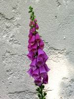 summerflowers150609-12.jpg