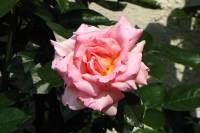 summerflowers150609-13.jpg