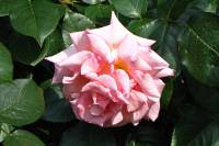 summerflowers150609-14.jpg