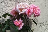 summerflowers150609-15.jpg
