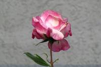 summerflowers150616-01.jpg