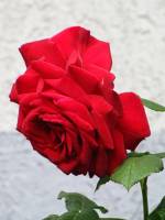 summerflowers150616-02.jpg