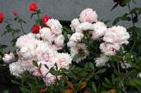 summerflowers150616-03.jpg