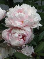summerflowers150616-04.jpg
