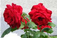 summerflowers150616-05.jpg