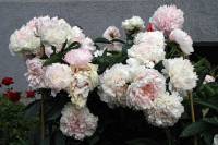 summerflowers150616-06.jpg