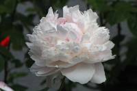 summerflowers150616-07.jpg
