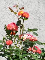 summerflowers150616-08.jpg