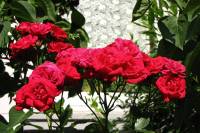 summerflowers150616-09.jpg