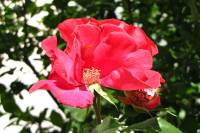 summerflowers150616-10.jpg