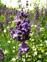 summerflowers150616-11.jpg