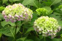 summerflowers150616-12.jpg