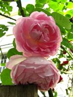 summerflowers150616-13.jpg