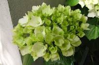 summerflowers150616-14.jpg