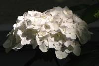 summerflowers150616-15.jpg