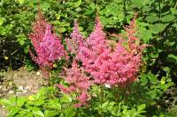 summerflowers150616-16.jpg