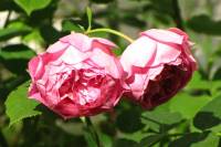 summerflowers150616-17.jpg