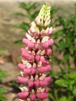 summerflowers150616-18.jpg