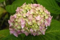summerflowers150616-19.jpg