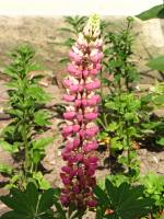 summerflowers150616-20.jpg