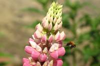 summerflowers150616-21.jpg