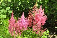 summerflowers150616-22.jpg