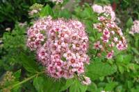 summerflowers150616-23.jpg