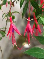 summerflowers150616-24.jpg