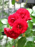 summerflowers150616-25.jpg
