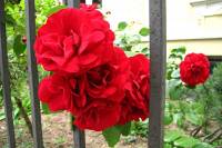 summerflowers150616-26.jpg