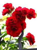 summerflowers150616-27.jpg