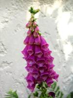 summerflowers150616-28.jpg