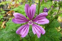 summerflowers150624-01.jpg