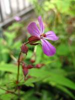 summerflowers150624-02.jpg