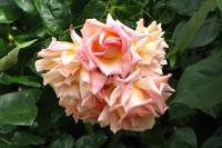 summerflowers150624-03.jpg
