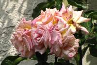 summerflowers150624-04.jpg