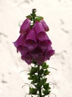summerflowers150624-05.jpg