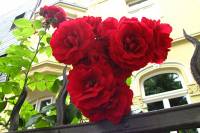 summerflowers150624-06.jpg