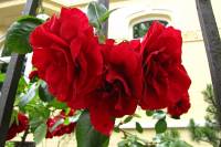 summerflowers150624-07.jpg