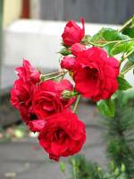 summerflowers150624-08.jpg
