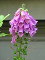 summerflowers150624-09.jpg