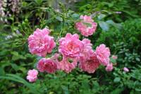 summerflowers150630-01.jpg
