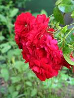 summerflowers150630-02.jpg