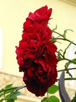 summerflowers150630-03.jpg