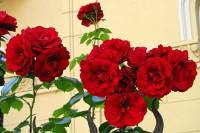 summerflowers150630-04.jpg