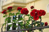 summerflowers150630-05.jpg