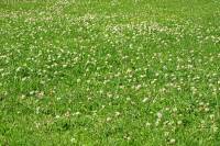 summerflowers150630-06.jpg